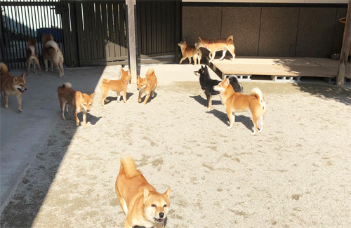 岡山ふるさと舎の豆柴