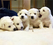 �r�W�����t���[�[