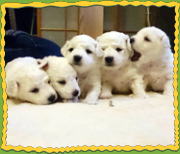 �r�W�����t���[�[