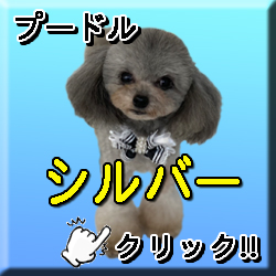 �����V���o�[