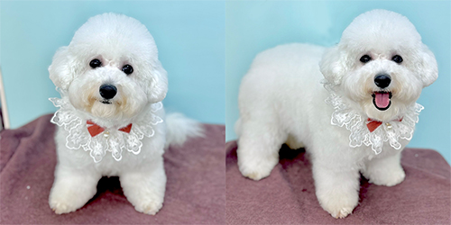 �ꌢ_�r�V�����t���[�[