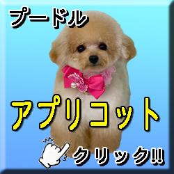 �ꌢ�A�v��