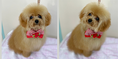 �ꌢ�A�v���R�b�g