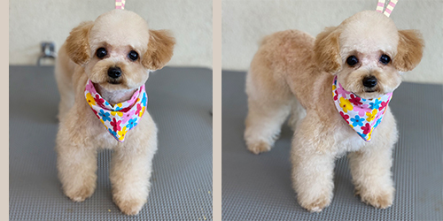 �ꌢ�A�v���R�b�g