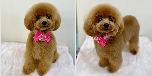 �ꌢ�A�v���R�b�g