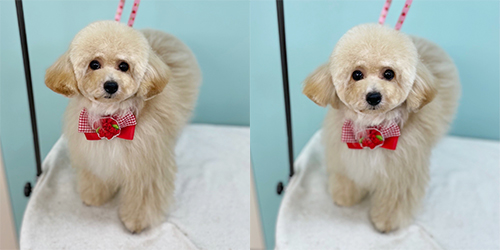 �ꌢ�A�v���R�b�g