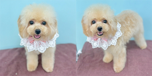 �ꌢ�A�v���R�b�g