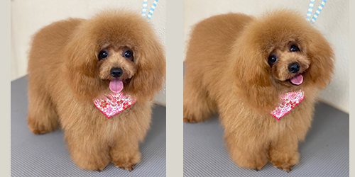 �ꌢ�A�v���R�b�g