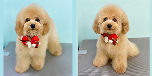 �ꌢ�A�v���R�b�g