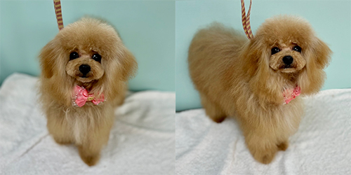 �ꌢ�A�v���R�b�g