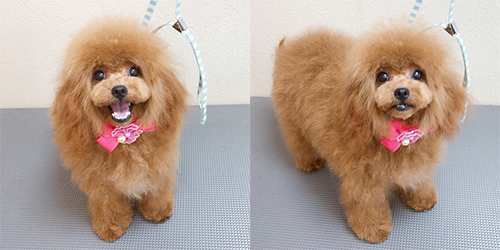 �ꌢ�A�v���R�b�g