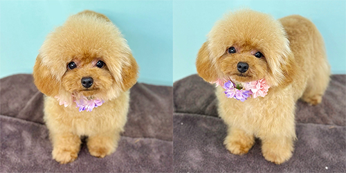 �ꌢ�A�v���R�b�g