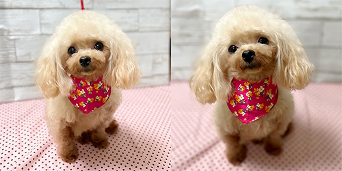 �ꌢ�A�v���R�b�g