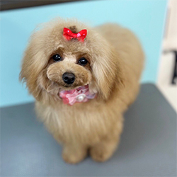 �ꌢ�A�v���R�b�g