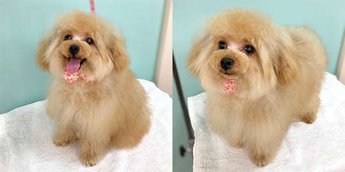 �ꌢ�A�v���R�b�g