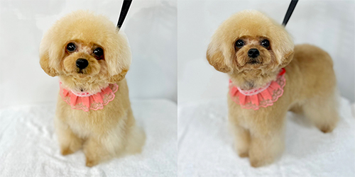 �ꌢ�A�v���R�b�g