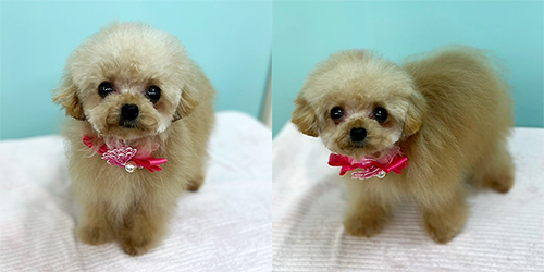 �ꌢ�A�v���R�b�g