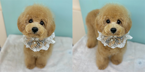 �ꌢ�A�v���R�b�g