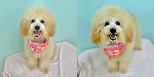 �ꌢ�A�v���R�b�g