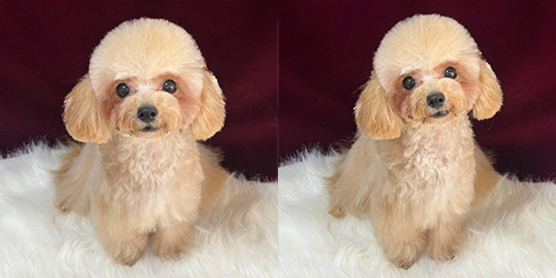 �ꌢ�A�v���R�b�g