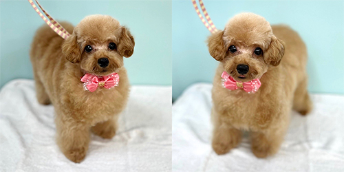 �ꌢ�A�v���R�b�g