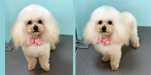 �ꌢ�A�v���R�b�g