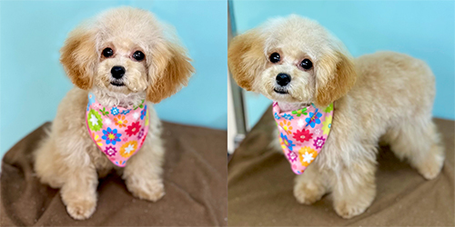 �ꌢ�A�v���R�b�g