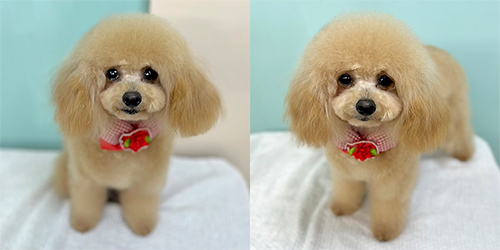 �ꌢ�A�v���R�b�g