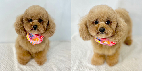 �ꌢ�A�v���R�b�g