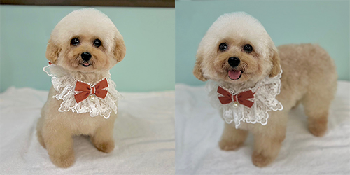 �ꌢ�A�v���R�b�g