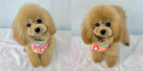 �ꌢ�A�v���R�b�g