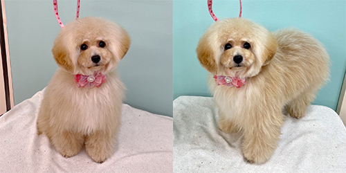 �ꌢ�A�v���R�b�g