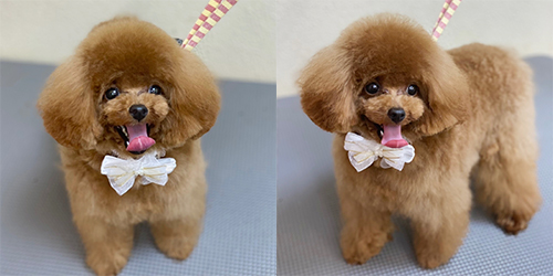 �ꌢ�A�v���R�b�g