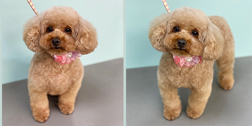 �ꌢ�A�v���R�b�g