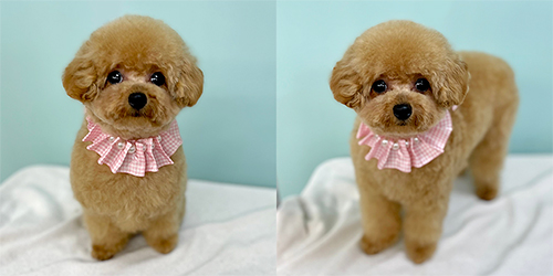 �ꌢ�A�v���R�b�g