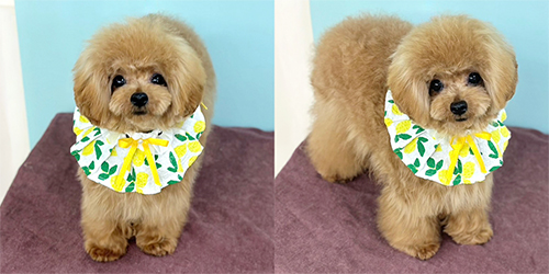 �ꌢ�A�v���R�b�g