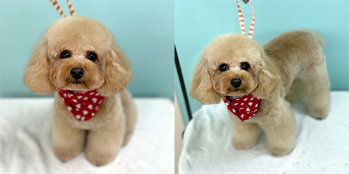 �ꌢ�A�v���R�b�g