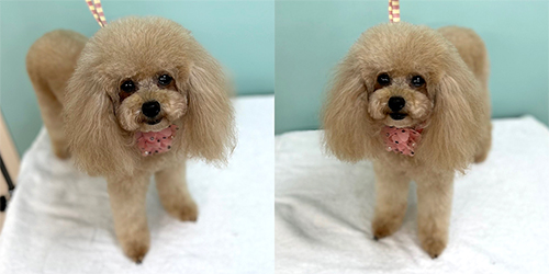 �ꌢ�A�v���R�b�g