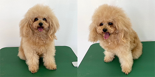 �ꌢ�A�v���R�b�g