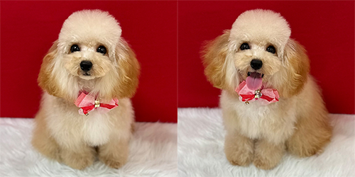 �ꌢ�A�v���R�b�g