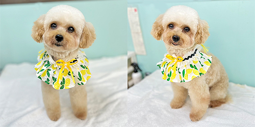 �ꌢ�A�v���R�b�g