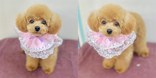 �ꌢ�A�v���R�b�g