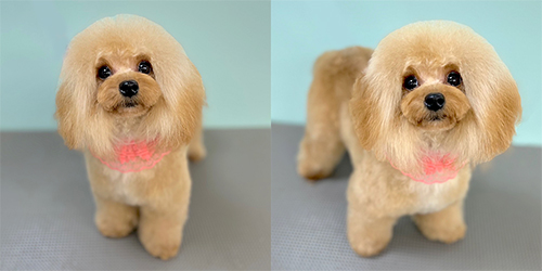 �ꌢ�A�v���R�b�g