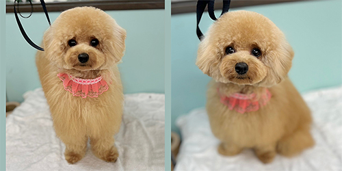 �ꌢ�A�v���R�b�g