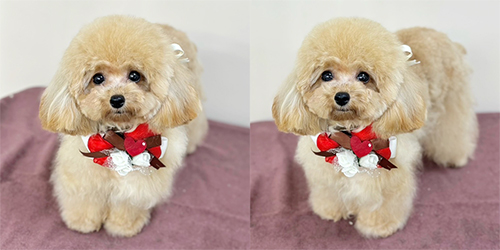 �ꌢ�A�v���R�b�g