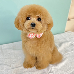 �ꌢ�A�v���R�b�g