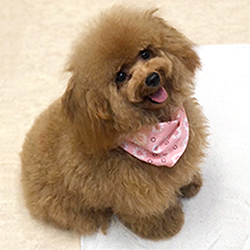 �ꌢ�A�v���R�b�g