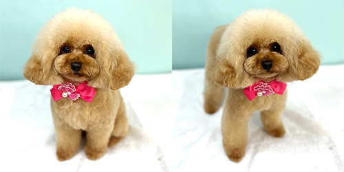 �ꌢ�A�v���R�b�g