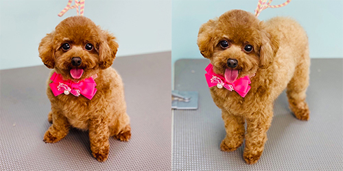 �ꌢ�A�v���R�b�g