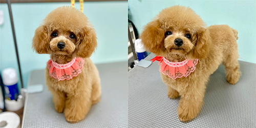 �ꌢ�A�v���R�b�g